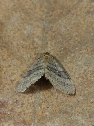 Winter moth