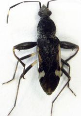 Horridipamera robusta