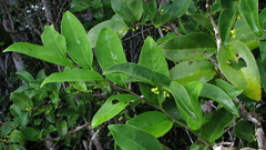 Schoepfia brasiliensis