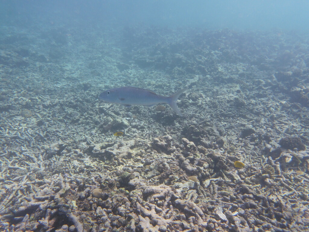 Green jobfish
