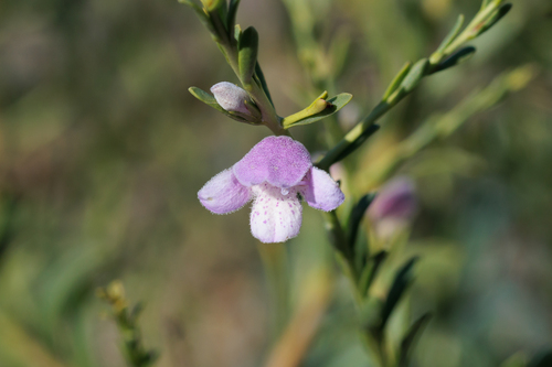 Eremophila divaricata, photograph 1