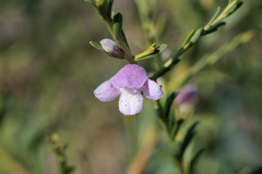 (c) Kym Nicolson, some rights reserved (CC BY) Eremophila divaricata, photograph (c) Kym Nicolson, some rights reserved (CC BY)