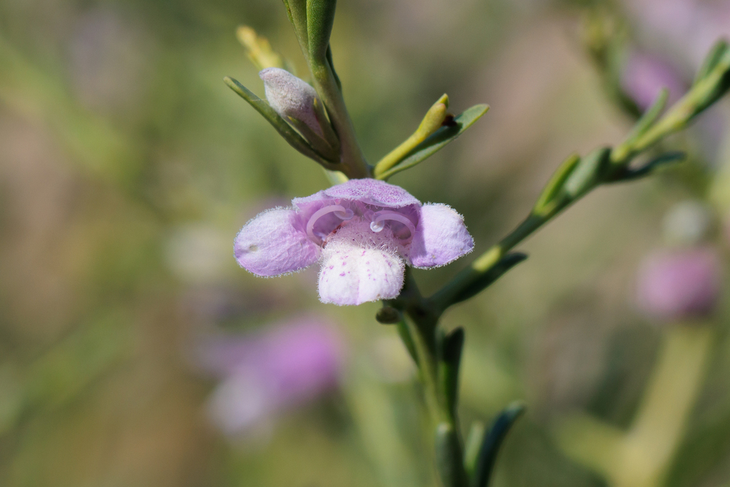 Eremophila divaricata; photograph (c) Kym Nicolson, some rights reserved (CC BY)