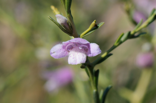 spreading emu-bush (Eremophila divaricata)