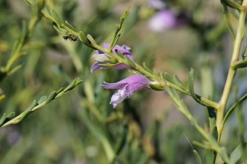 Eremophila divaricata, photograph 2