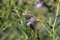 (c) Kym Nicolson, some rights reserved (CC BY) Eremophila divaricata, photograph (c) Kym Nicolson, some rights reserved (CC BY)