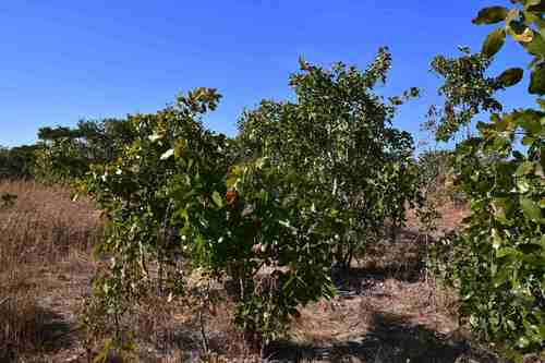 Julbernardia paniculata image