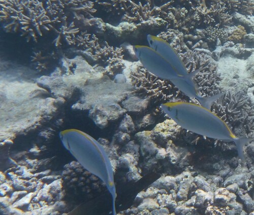 Forktail rabbitfish