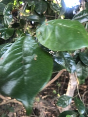 Suregada zanzibariensis