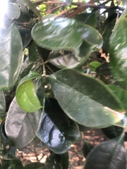 Suregada zanzibariensis