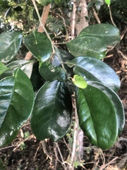 Suregada zanzibariensis