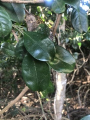 Suregada zanzibariensis