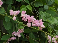 Antigonon leptopus