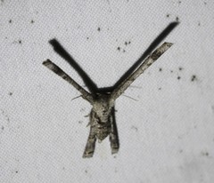 Phazaca interrupta