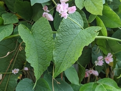 Antigonon leptopus