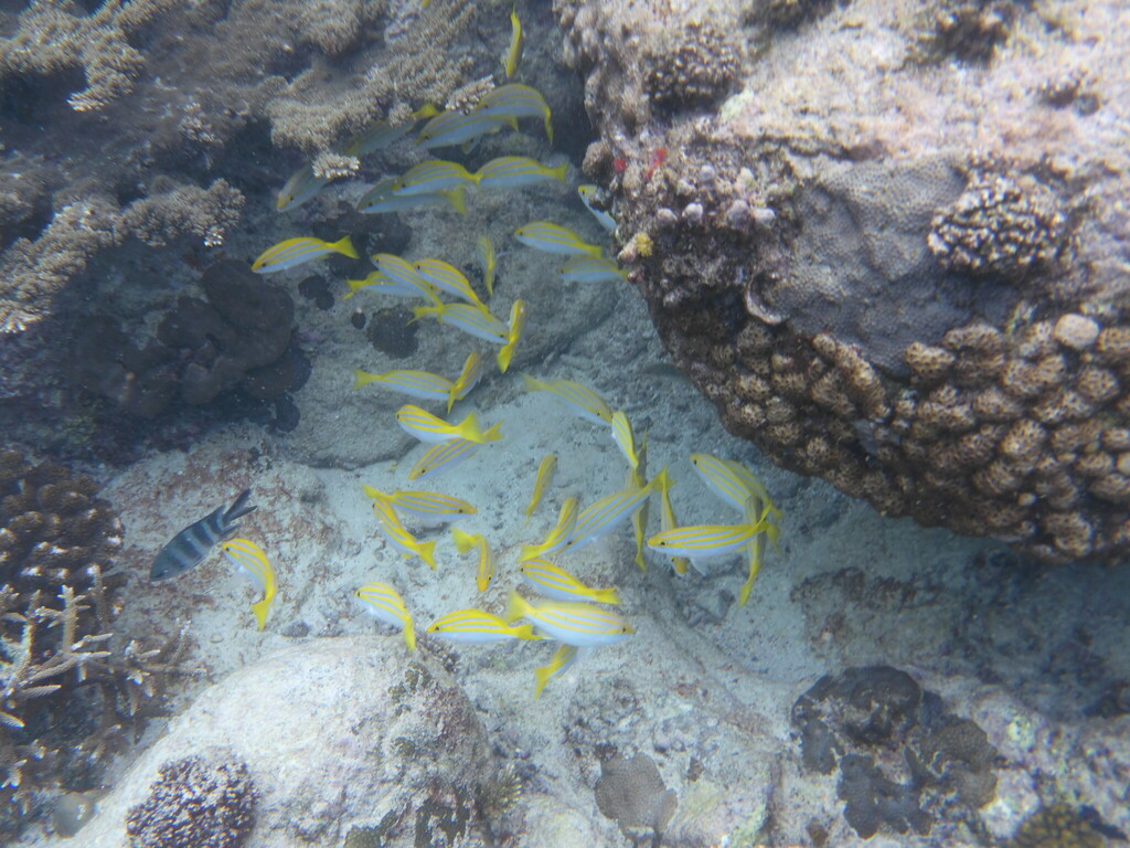 Whitebelly Snapper