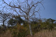 Sterculia quinqueloba