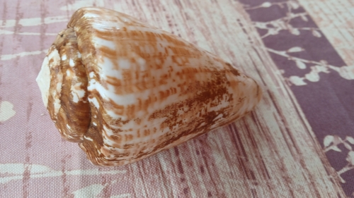 Conus pulcher observed 2024-12-04