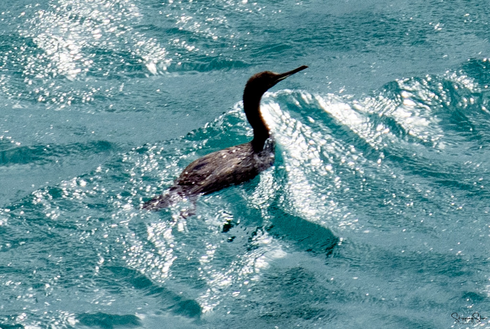 Socotra Cormorant (Phalacrocorax nigrogularis), photo 8