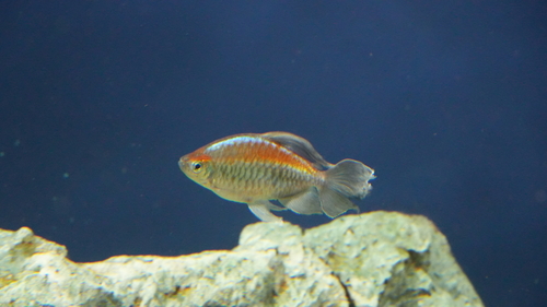 Congo tetra (Phenacogrammus interruptus) — Alestidae — 3