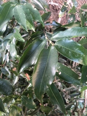 Salacia leptoclada