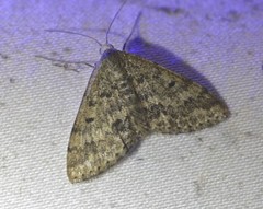 Scopula rubraria