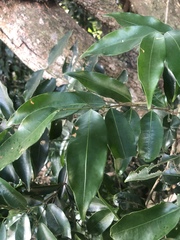 Salacia leptoclada