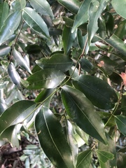 Salacia leptoclada