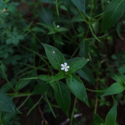 Catharanthus pusillus
