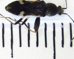 Horridipamera robusta