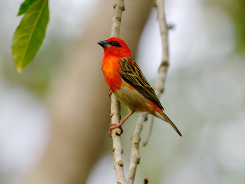 Forest Fody (Foudia omissa), photo 1
