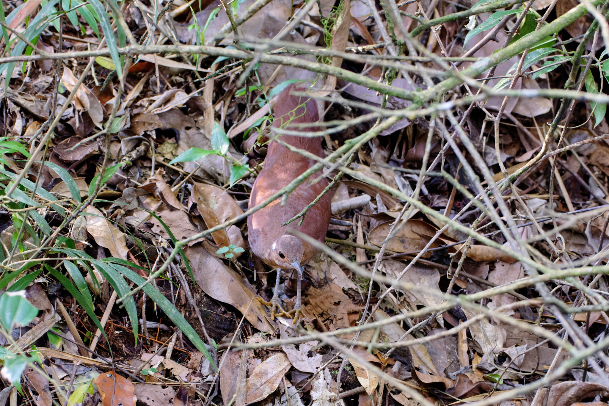 Brown Mesite (Mesitornis unicolor), photo 2