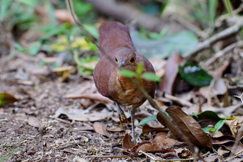 Brown Mesite (Mesitornis unicolor), photo 10
