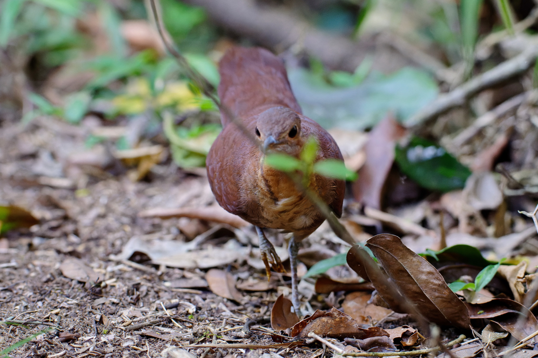 Brown Mesite (Mesitornis unicolor), photo 1
