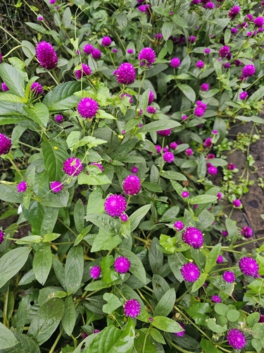 Image of Gomphrena globosa by (c) Maria Janeiro, some rights reserved (CC BY)
