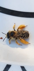 Dasypoda