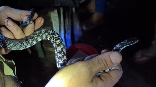 Halmahera Keelback