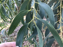 Acacia crassicarpa