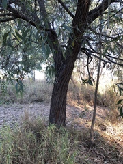 Acacia crassicarpa