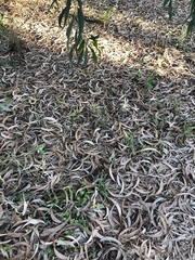 Acacia crassicarpa