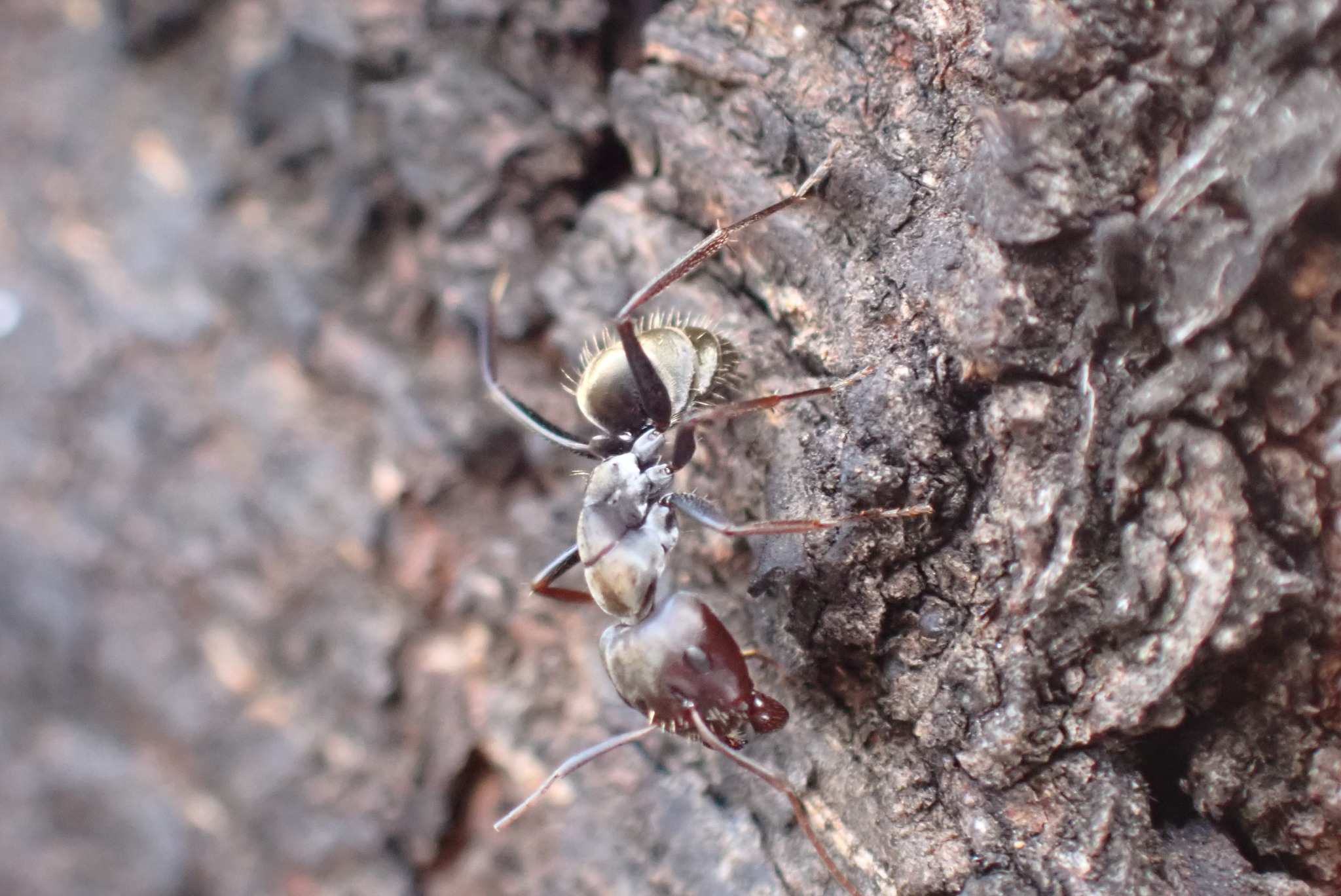 Camponotus rufoglaucus zulu