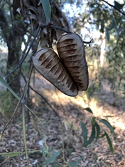 Acacia crassicarpa