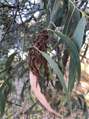 Acacia crassicarpa