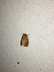 Heterogenea shurtleffi