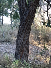 Acacia crassicarpa