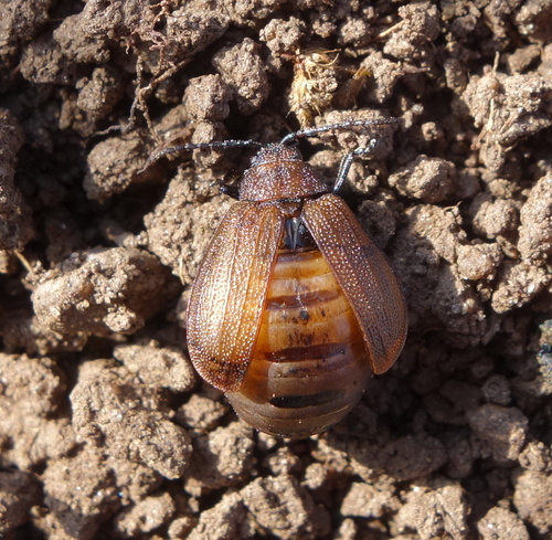 Galeruca pomonae