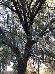 Acacia crassicarpa