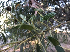 Acacia crassicarpa