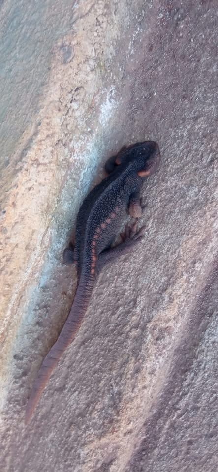 Myanmar Crocodile Newt