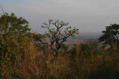 Cussonia angolensis (Seem.) Hiern 2